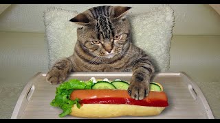 Can Cats Eat Hot Dogs? Why That Is So Dangerous? by The ideal Cat 566 views 2 years ago 7 minutes, 59 seconds