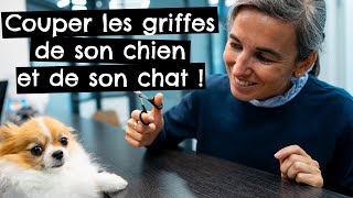 Couper les griffes de son chien et de son chat !