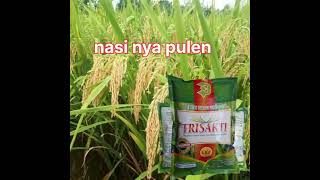Download Lagu padi unggul trisakti padi terbaik saat panen.#padi #sawah #petani MP3
