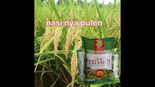 padi unggul trisakti padi terbaik saat panen.#padi #sawah #petani