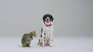 Managing a Healthy Weight for Dogs and Cats from Purina by Purina 31,662 views 3 years ago 1 minute, 30 seconds