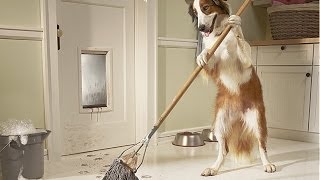 Puppies vs. Mops and Brooms Compilation || FunnyBOBO