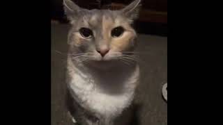 Runaway Cat Stare Meme