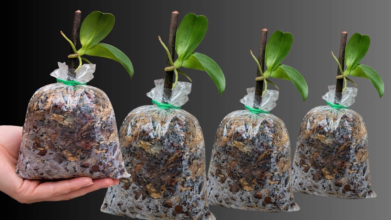 Orchid Propagation Hack – Fast Roots and Thriving Seedlings!