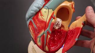 Ap 120 Lab 11 Cardiovascular System Heart Model