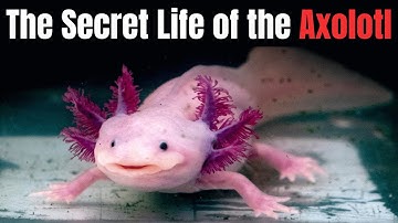 The Secret Life of the Axolotl - The Salamadar That Never Growths Up