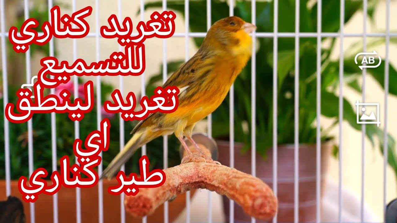عندك ذكر كناري لا يغرد اسمعه هذا التغريد وشاهد بنفسك