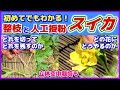 【スイカ】初めてでもわかる整枝と人工授粉/どれを切ってどれを残すか/脇芽(孫づる)剪定・仕立て方法/着果位置/大玉は地這い栽培・小玉はオベリスクで立体空中栽培/雨よけトンネル/家庭菜園/初心者向け