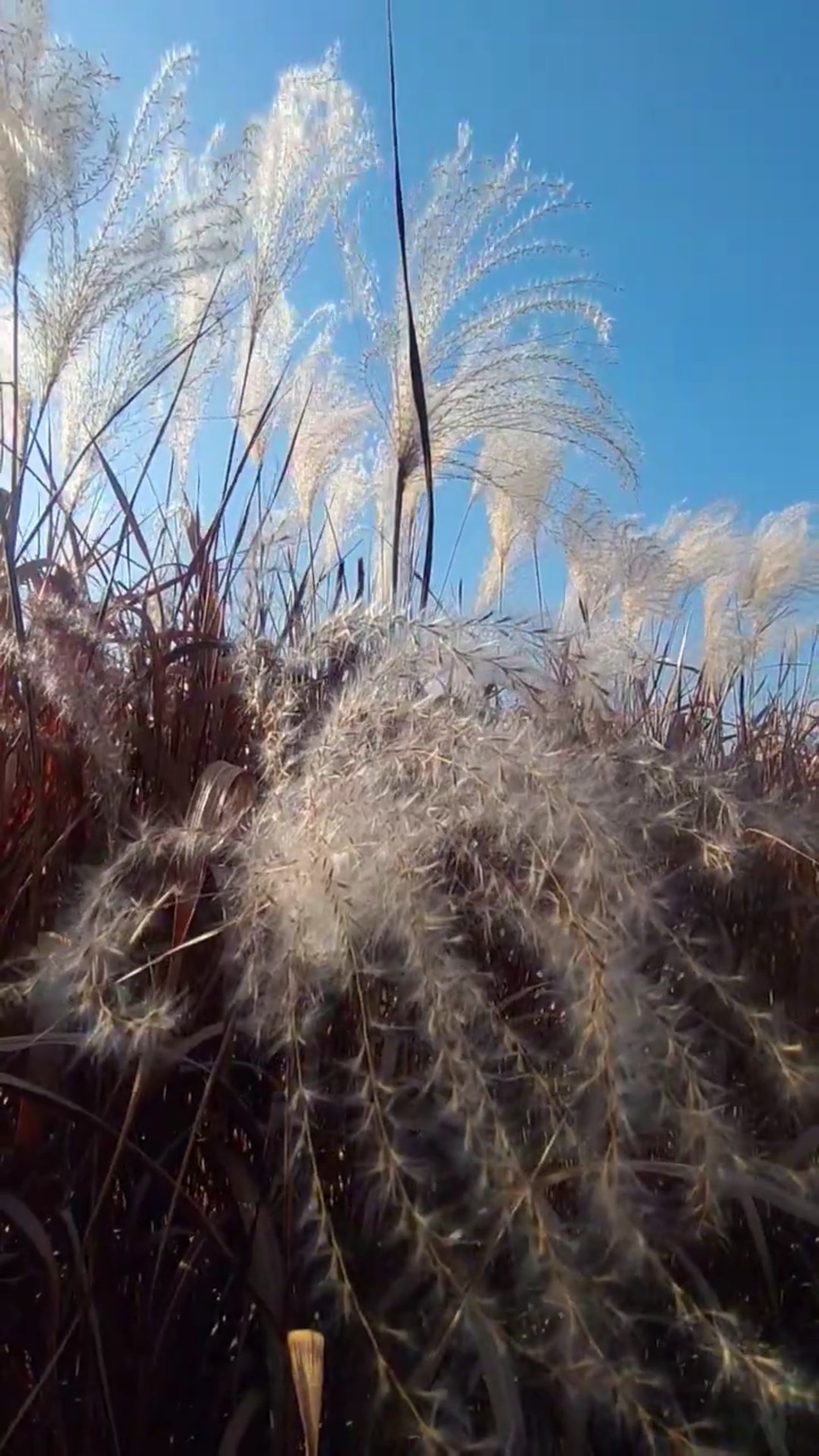 秋の散歩道 #japan #hyogo #autumn - YouTube