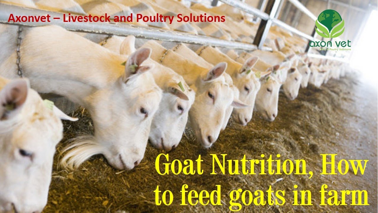 What to feed goats