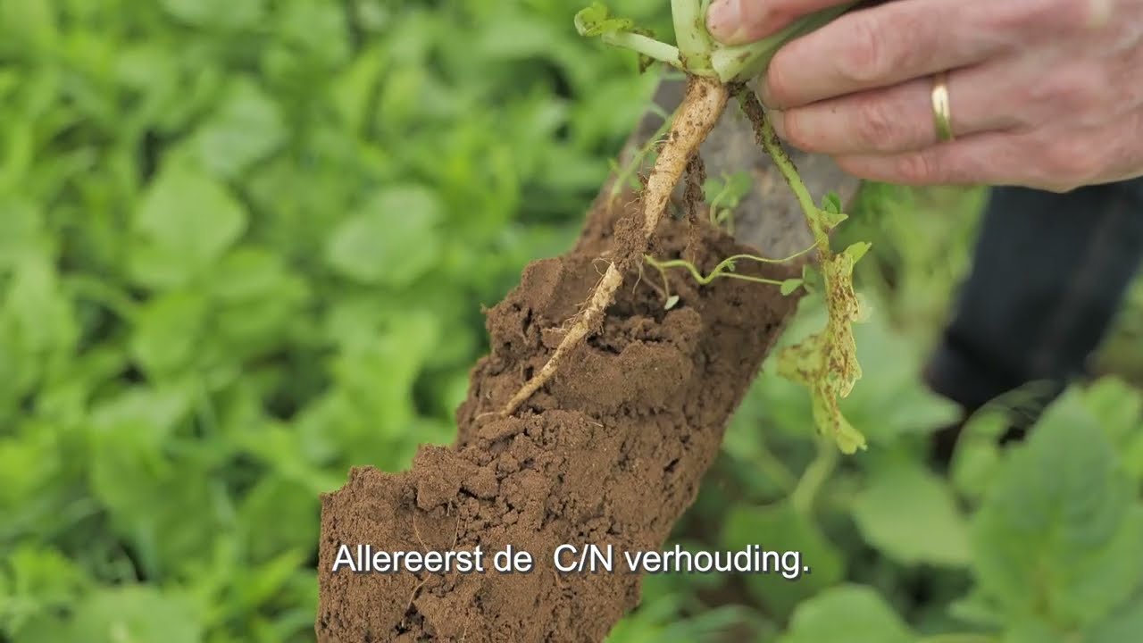 DSV zaden | Soortenrijke TerraLife groenbemesters mobiliseren stikstof