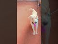 cm wala video❤️#viral #funny #trending #comedy #shortvideo #labrador #viralvideo #shorts