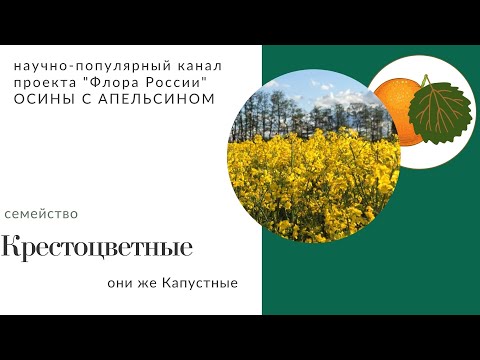 Крестоцветные: основные особенности