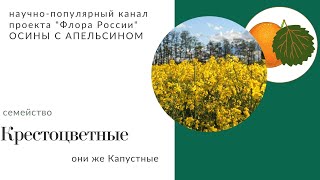 Крестоцветные: основные особенности