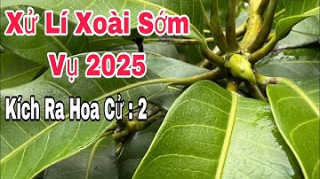 Xử Lí Xoài Sớm Vụ 2025, Kích Ra Hoa Cử : 2 | VTK.CHANNEL