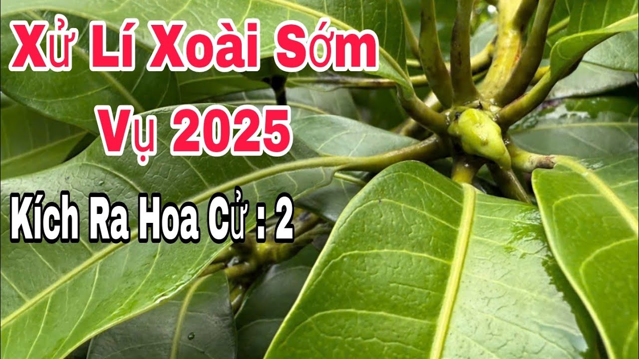 Xử Lí Xoài Sớm Vụ 2025, Kích Ra Hoa Cử : 2 | VTK.CHANNEL