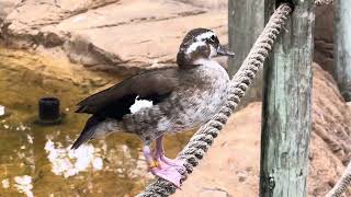 Many ducks migrate long distances between breeding and wintering grounds