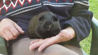 Do guinea pigs blink #shorts