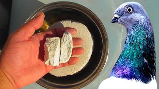 СУПЕР Кальций Голубям своими руками 😍/ pigeon pigeons