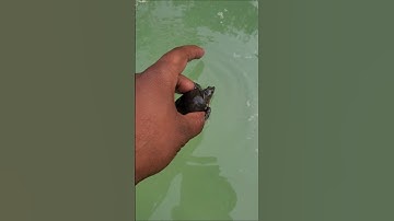 🥺Turtle is save in the pond!😮#turtledoves #turtle #turtles #tortoise #turtlelove #youtubeshorts