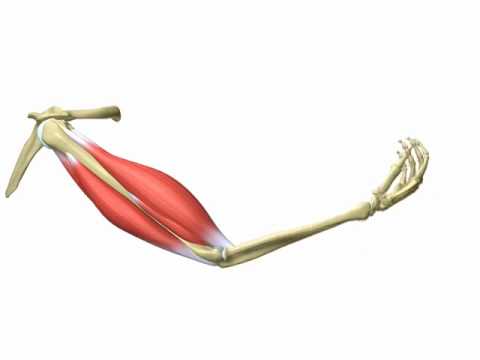 Muscles of Arm - YouTube