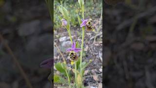 דבורנית גדולה 🌸 Ophrys holosericea