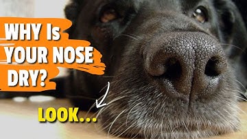 WHY Does My DOG Have a DRY NOSE?: 🐶👃 Causes and What to Do