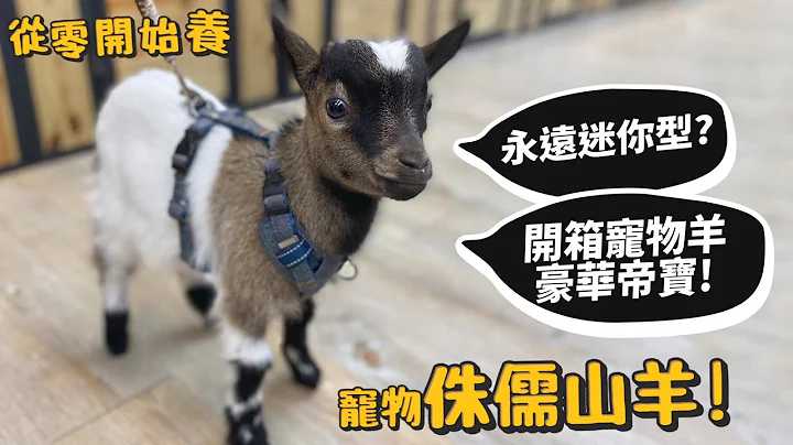 【从零开始养】宠物侏儒山羊!永远迷你型?开箱宠物羊豪宅帝宝!迷你羊?德爷!【许伯简芝】goat - 天天要闻