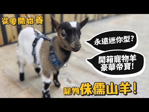 【從零開始養】寵物侏儒山羊!永遠迷你型?開箱寵物羊豪宅帝寶!迷你羊?【許伯簡芝】goat