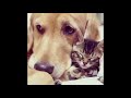 Just for Laugh| funny dog and cat| cats and dogs why can't we be friends