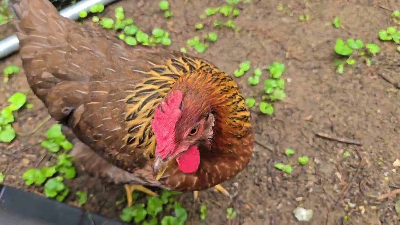 18 Week Old Welsummer Chicks- Wattle and Comb Development 