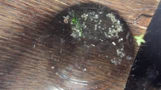 Callichthyidae Coridoras Hatching Panzerwelse Schlüpfen Aus Den Eiern