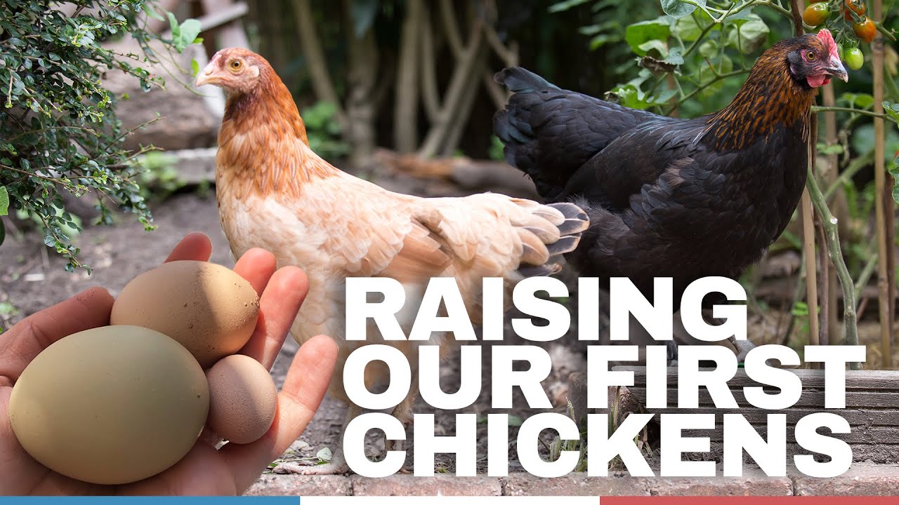 #2 Raising our First Backyard Chickens #homestead - YouTube