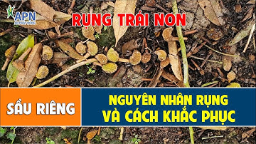 APN - NGUYÊN NHÂN VÀ CÁCH KHẮC PHỤC TÌNH TRẠNG RỤNG TRÁI NON SẦU RIÊNG