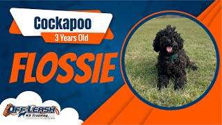 Best Cockapoo Dog Training | Flossie | Dog Training in London by Off-Leash K9 Training London 35 views 2 months ago 5 minutes, 45 seconds