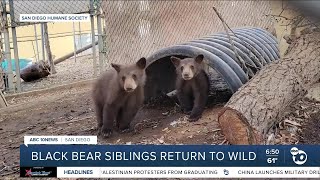 Black bear siblings returned to wild