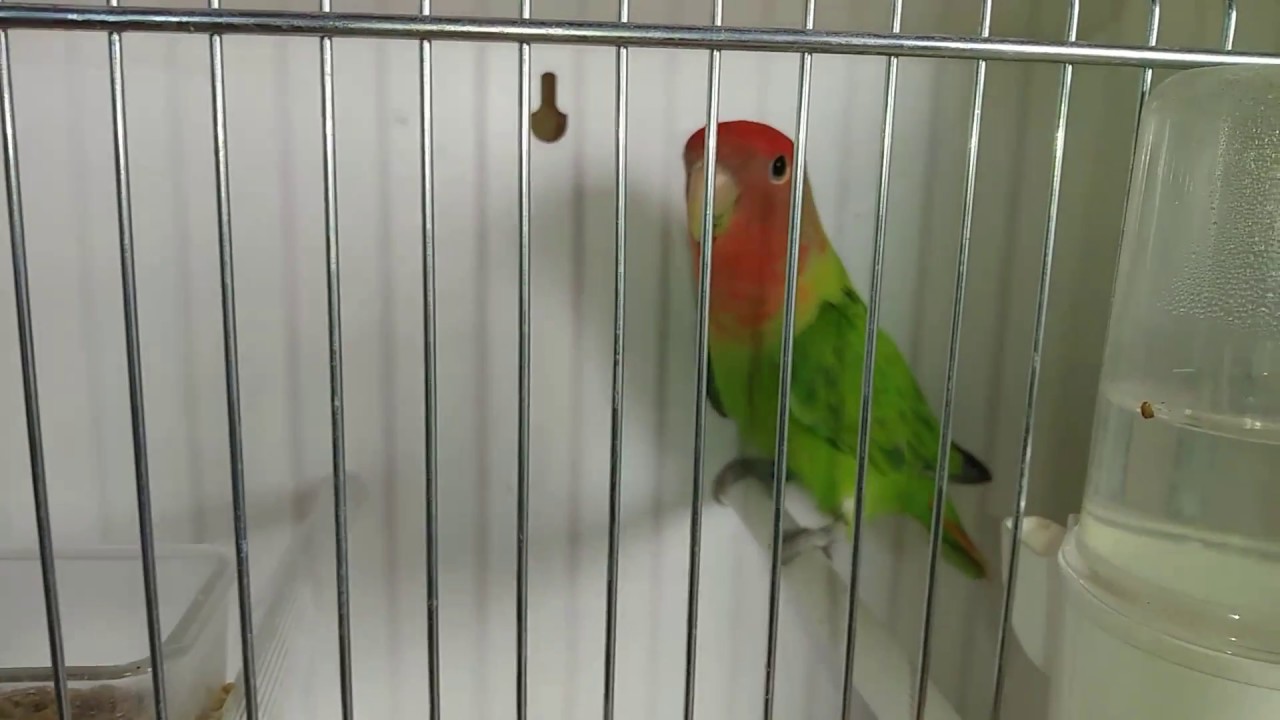 Green Opaline Peach-faced Lovebird preparing for the exhibition