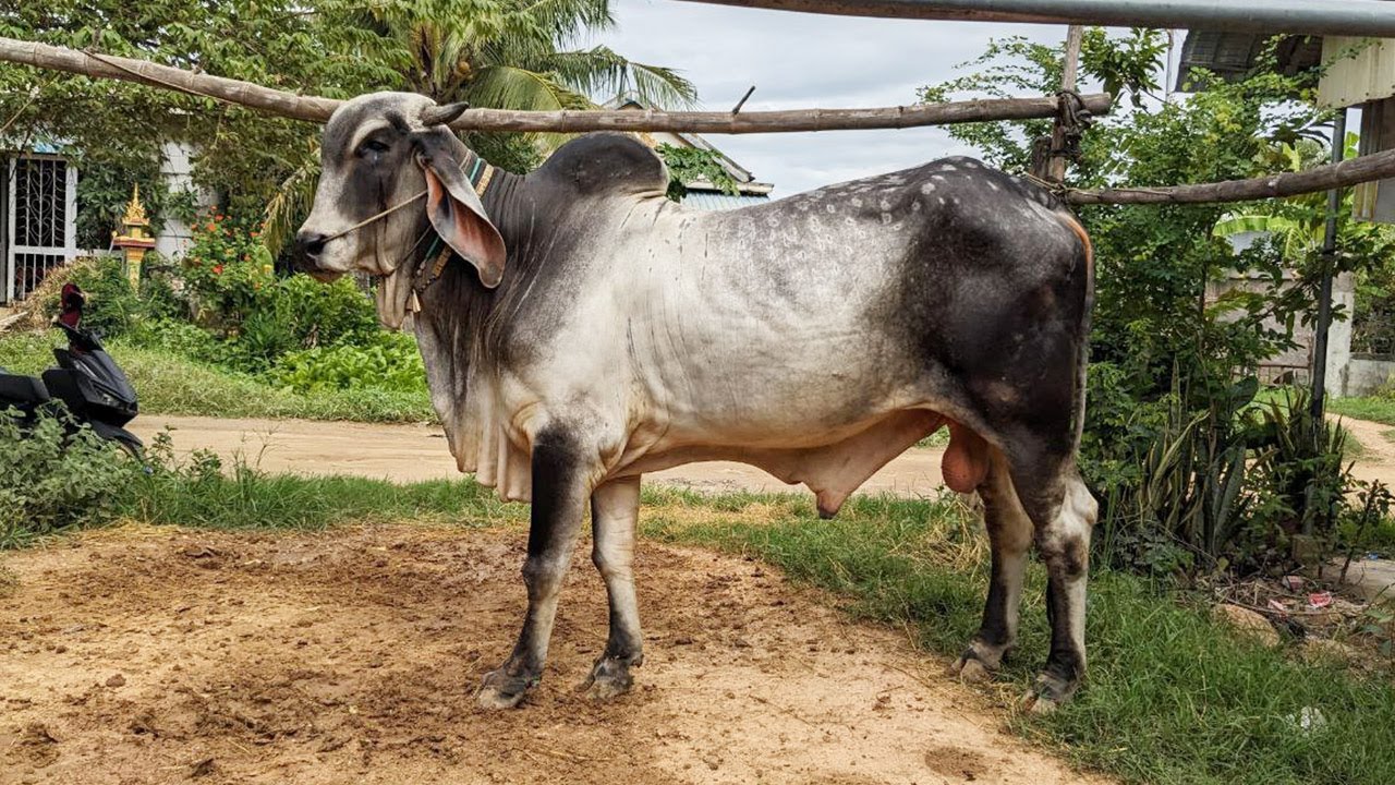 Wow! This cow is so handsome and so good at breeding - YouTube