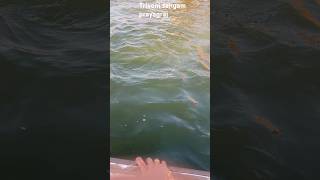 Triveni sangam prayagraj 🔱🙏#prayagraj #trivenisangam #sacred #lordshiva #ganga #yamuna #saraswati