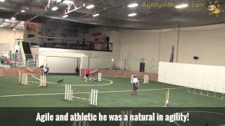Boston Terrier Agility Jumpers