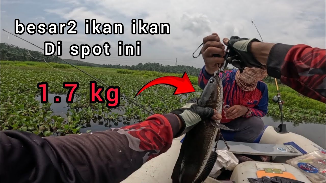 Cating toman dan gabus spot sarang ikan