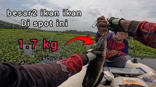 Cating toman dan gabus spot sarang ikan