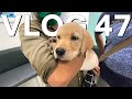 HAD TO TAKE HIM TO THE VET - VLOG 47