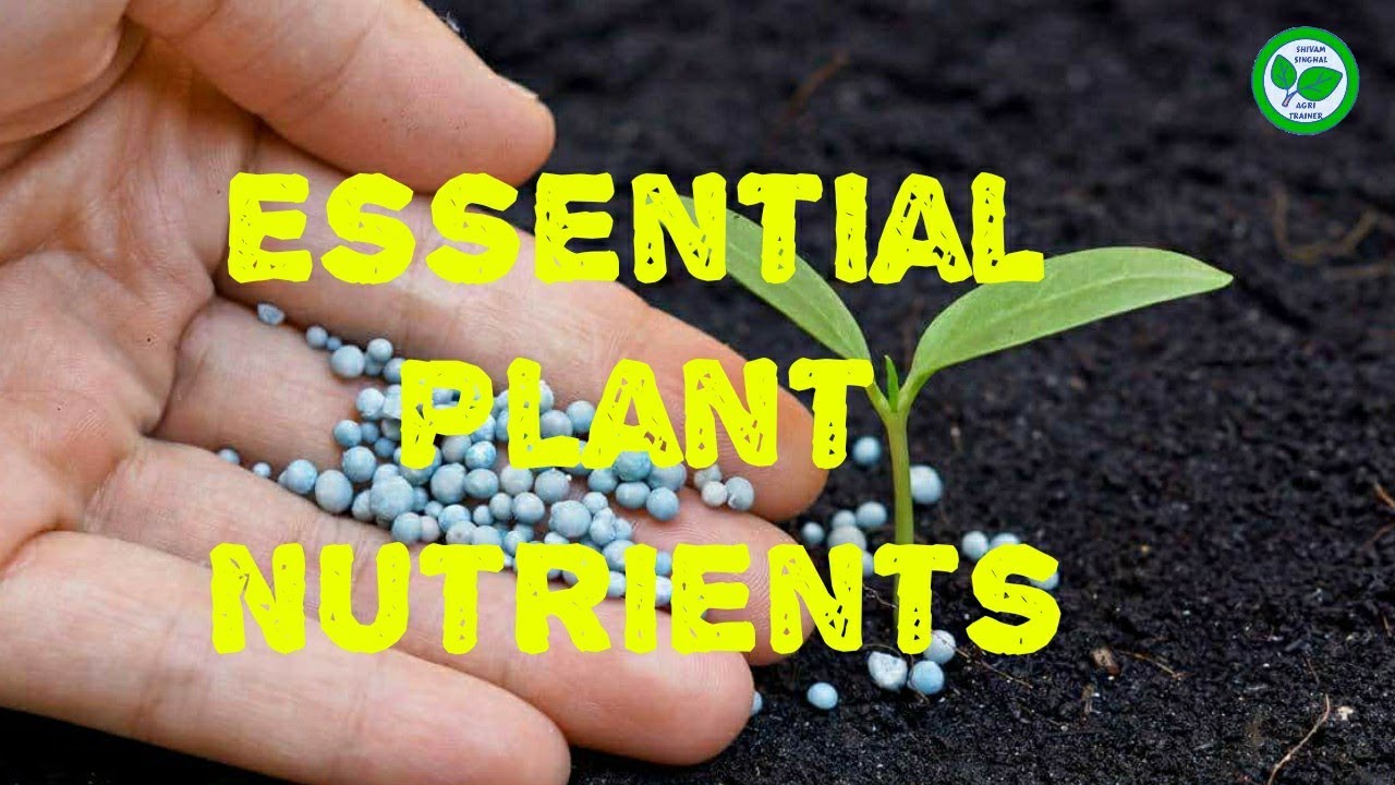 research on plant nutrients