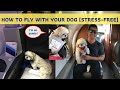 Tips For Flying With A Dog (STRESS FREE!)