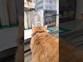 ひざに乗りたいでかい猫