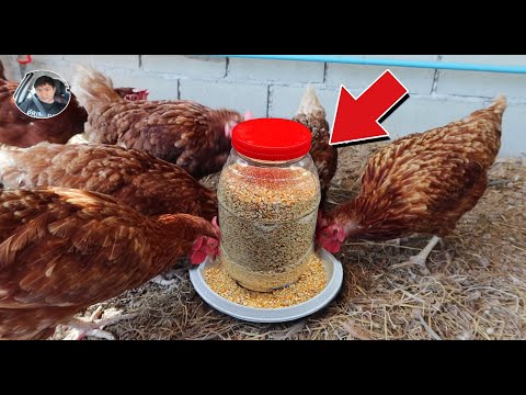 DIY automatic Chicken feeder ที่ให้อาหารไก่ ทำเองแบบง่ายๆ #DIY Chicken feeder