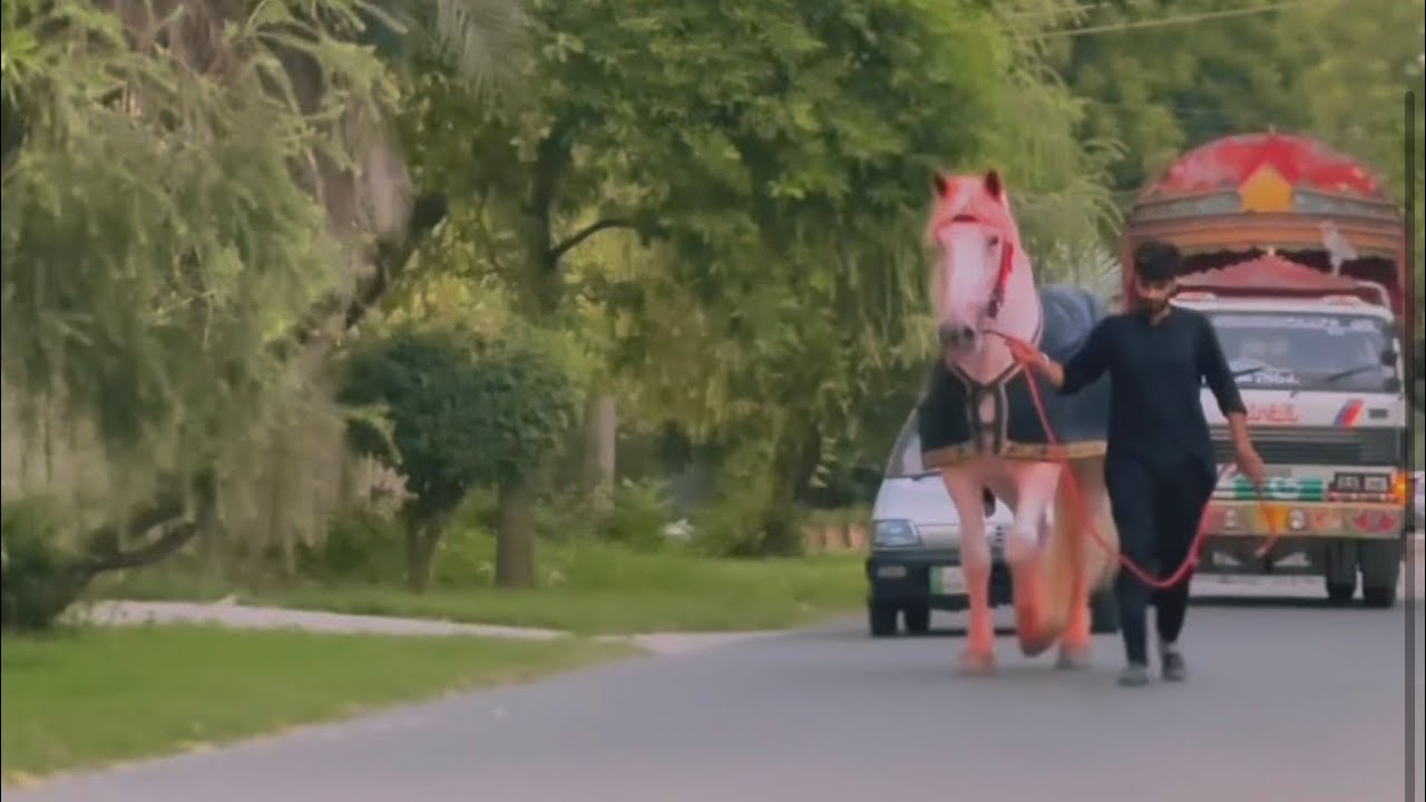 ShahZaman Badshah Muharam/Safar Walk 2023