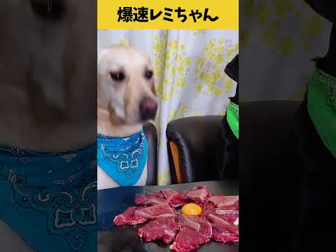 【ASMR 爆速レミちゃん48】鹿レバーともも肉のごちそうユッケ/レミちゃんの咀嚼音/Raw Feeding Dogs asmr #shorts