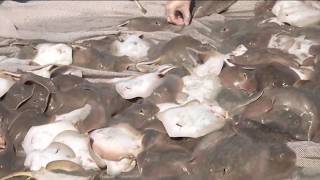 Marine heat wave draws more stingrays to SoCal